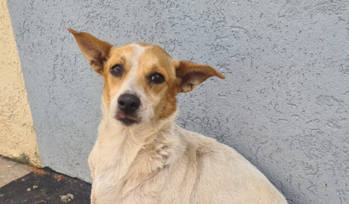 Ajude no tratamento do Juca