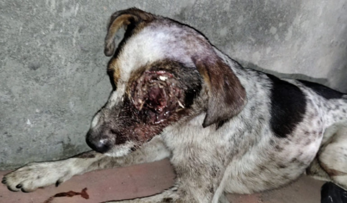 Vamos salvar a vida desse cãozinho