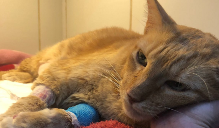 Ajuda com a internação do Canela