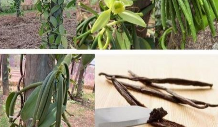 Estudo de diferentes métodos de cura da fava da Baunilha (Vanilla Planifólia).