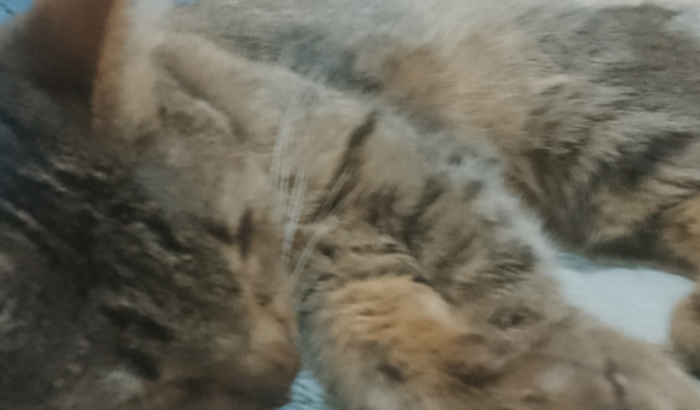 Minha gatinha está doente