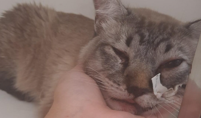 Preciso de ajuda para salvar meu gatinho Lipi