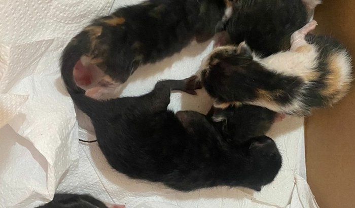 Ajuda para alimentar gatinhos abandonados