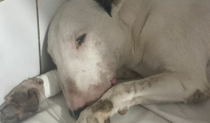 Ajuda para a cirurgia de necrose na língua do Thor e tratamento de anemia severa