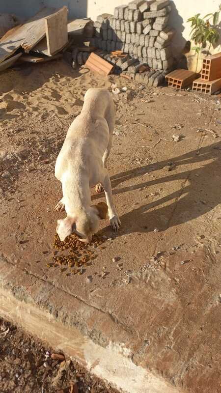 Cachorra gravemente machucada 