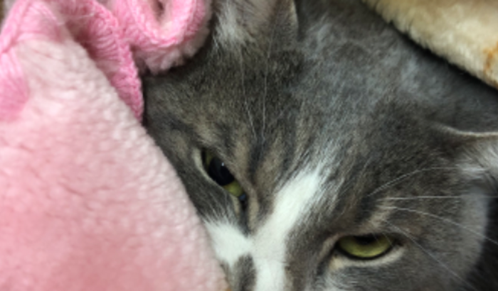 Custos da internação do Caio Carneiro 