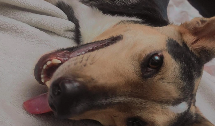 Amora contra o câncer