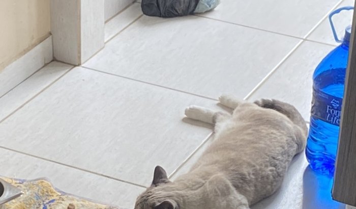 ZOE PRECISA URGENTE DE TRANSFUSÃO  