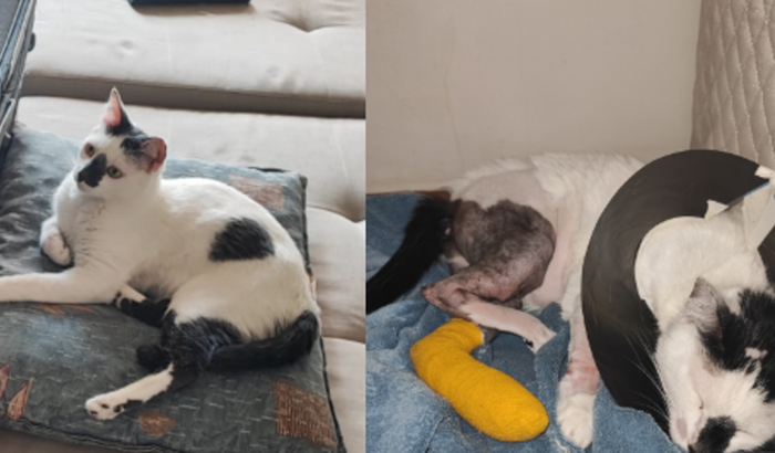 Meu gatinho pulou da janela e precisa de ajuda