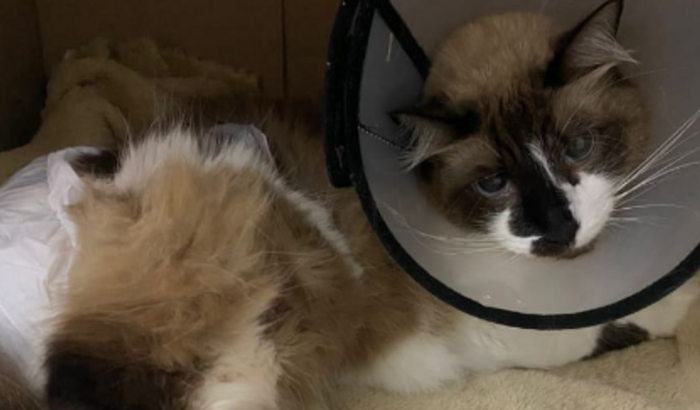 MEU GATO ESTÁ INTERNADO E PRECISA DE CIRURGIA, PELA VIDA DO MEU GATO