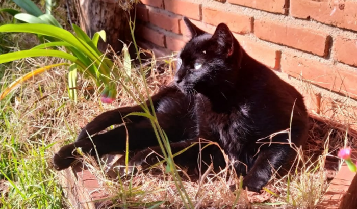 Tratamento da Pretinha