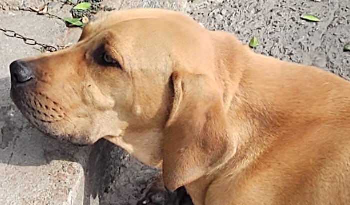 AJUDE A CUIDAR DA CARAMELO