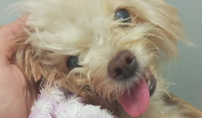 Nós ajude a salvar a Gigi ❤️