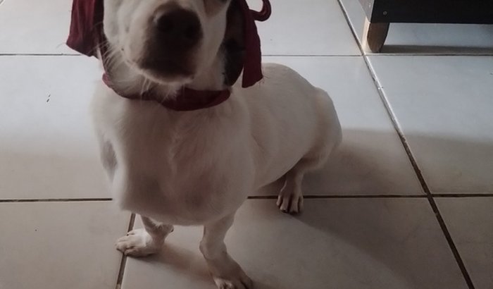 Ajuda pra internar a Melzinha