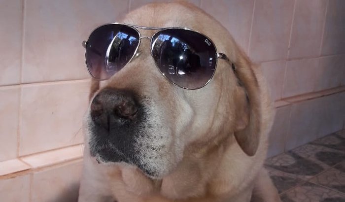 Novos olhos para o cão-guia Platão