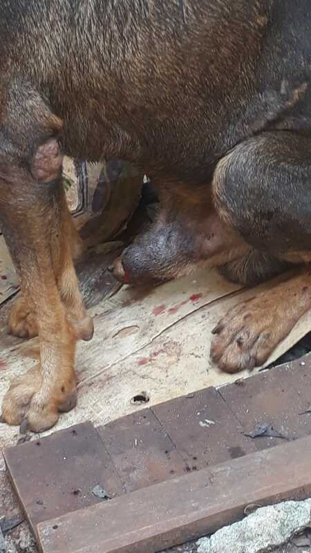 Cachorro TVT (câncer)