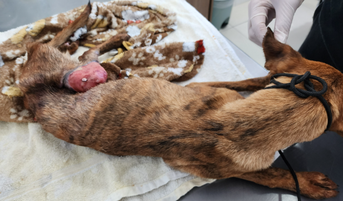 Ajude a Salvar a vida da "Frida" (filhote atropelada e abandonada Comunidade Aparecidinha, Londrina, PR)