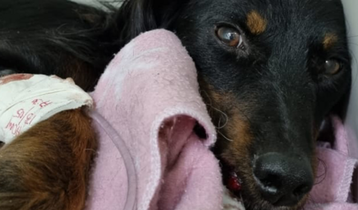 Ajude a salvá-la Cachorrinha atropelada