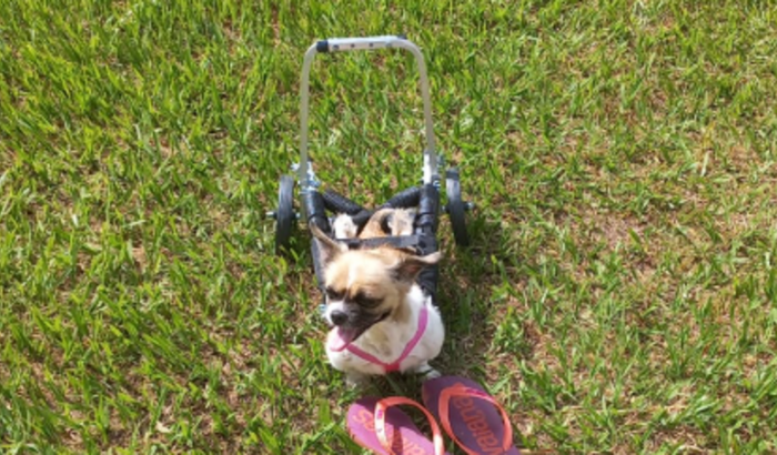 Vamos fazer a Mel voltar a andar.
