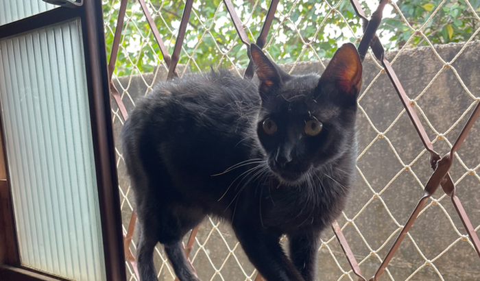 Ajude Gonzaguinha o gato da janela