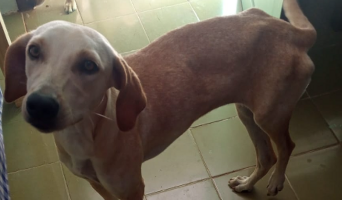 AJUDE NA CIRURGIA DA SAFIRA