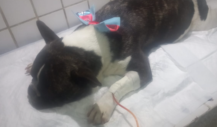 Ajude o Romeu