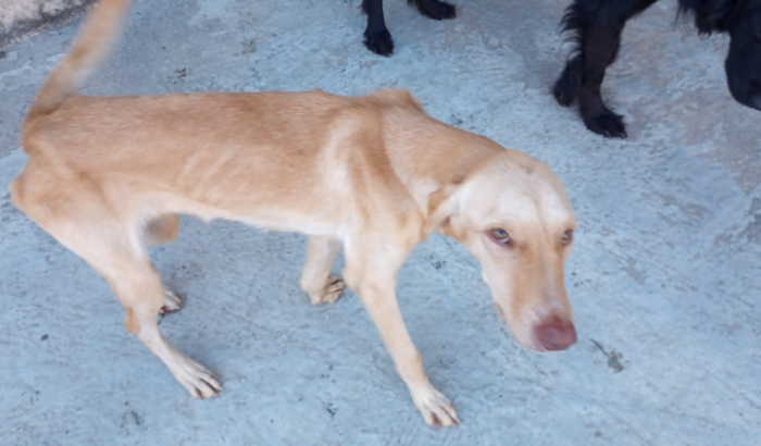 Ajudar a família da Drika Ferraz