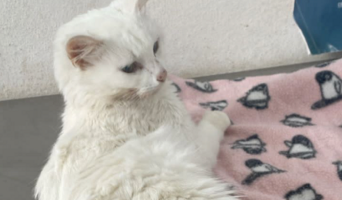 Ajude a salvar a gatinha