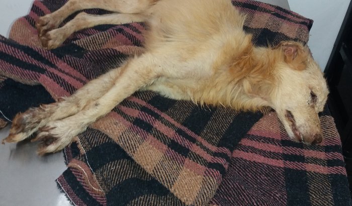 AJUDE O ABRIGO DA BORIKA