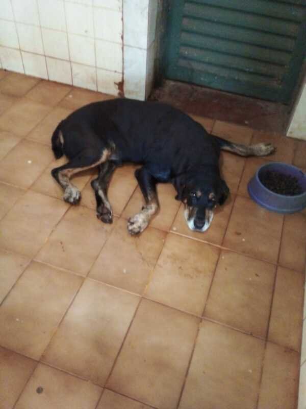 Cachorro doença do carrapato 