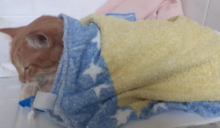 Ajudem o Dante e o Rafinha 