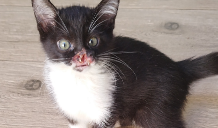 Cirurgia da Nenénzinha ZAYA😻