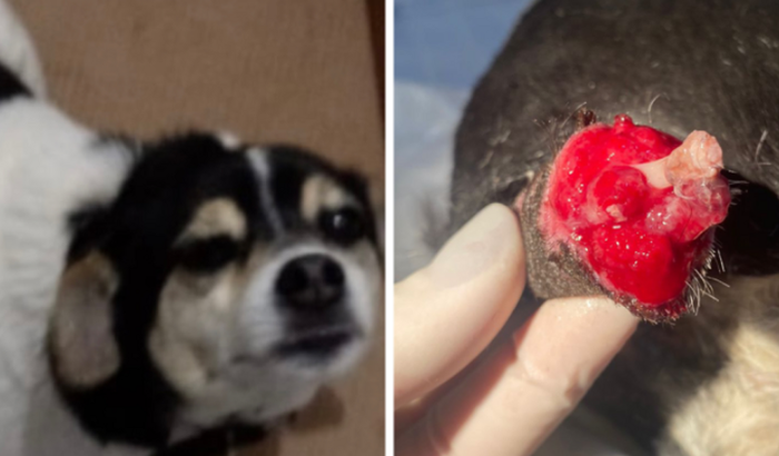 Cachorro resgatado precisa de amputação do rabo