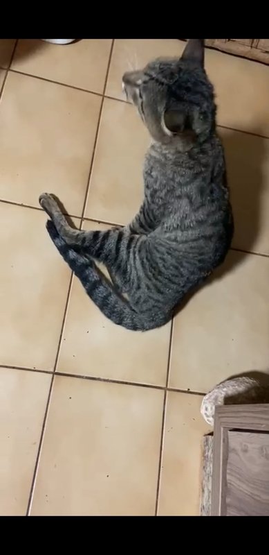 Gatinho machucado 