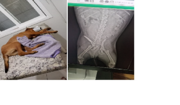 Cirurgia Do Cachorrinho Caramelo