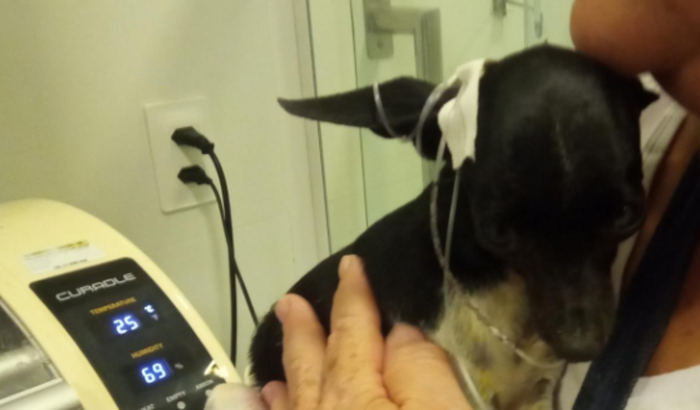 Ajude   a mãe de Izzy com a cirúrgia veterinaria