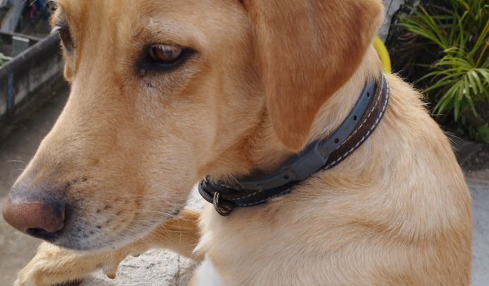 Nos ajude a combater um tumor muito agressivo no nosso pet.