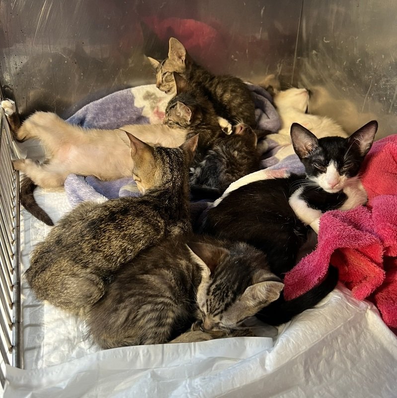 imagem da vaquinha Nos ajude a salvar os 7 gatinhos 