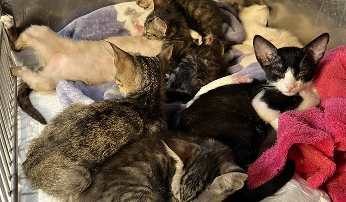 Nos ajude a salvar os 7 gatinhos 