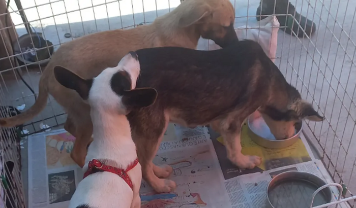 Lar temporário para cães e gatos 