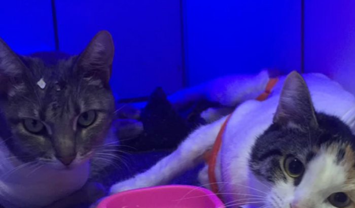 Tratamento tumor gatinha neném