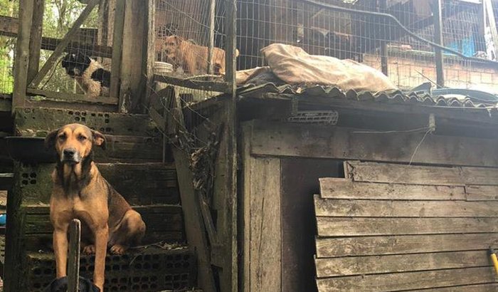 Ajude a dar uma vida melhor para os animais da Dona Lurdes