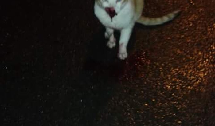 Gatinho Deku