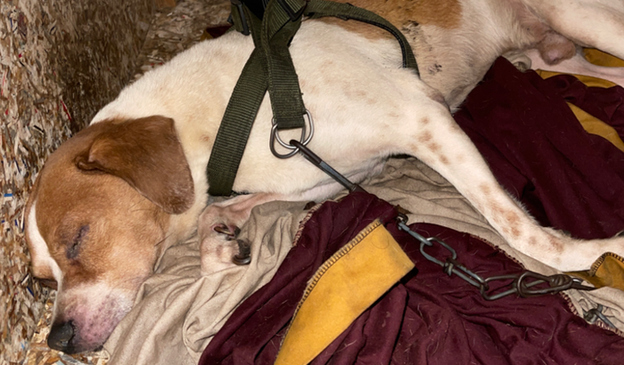 Ajudem a vida do Thor 🐶