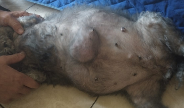 Tratamento do tumor e gordura do fígado da Pretinha.