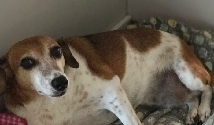 Ajuda para a cirurgia de uma cachorrinha