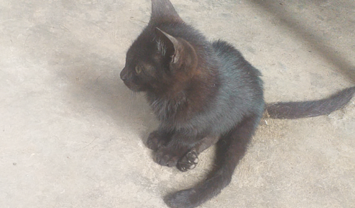 Cirurgia gato deficiente das patas traseiras