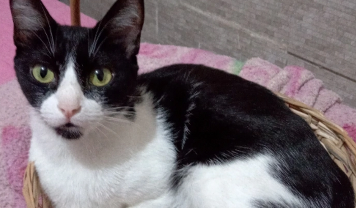 cirurgia de juliette