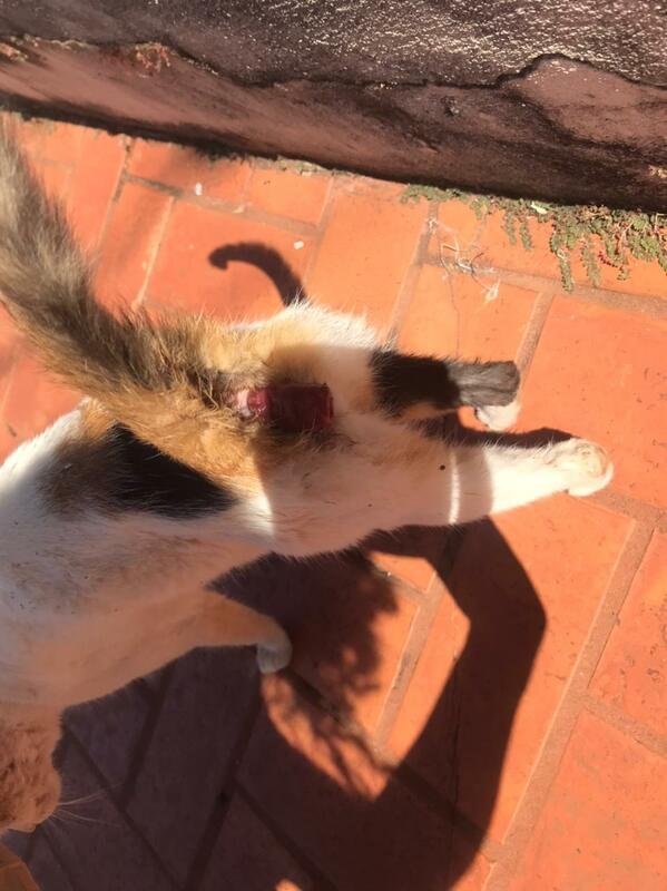 Gata prolapso de reto 
