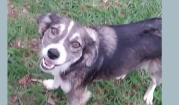Ajuda para comprar ração para animais de rua